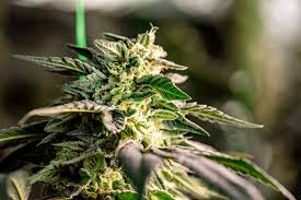 Blackberry Moonrocks Strain The Ultimate Guide