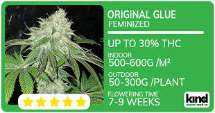 Blackberry Moonrocks Strain The Ultimate Guide